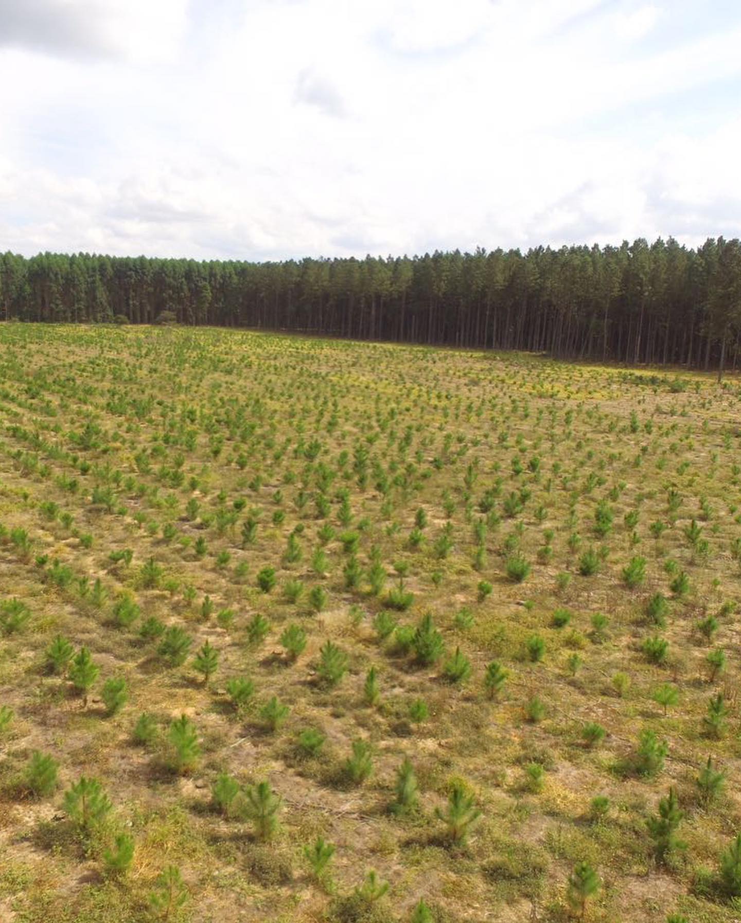 Floresta de reflorestamento Casabella